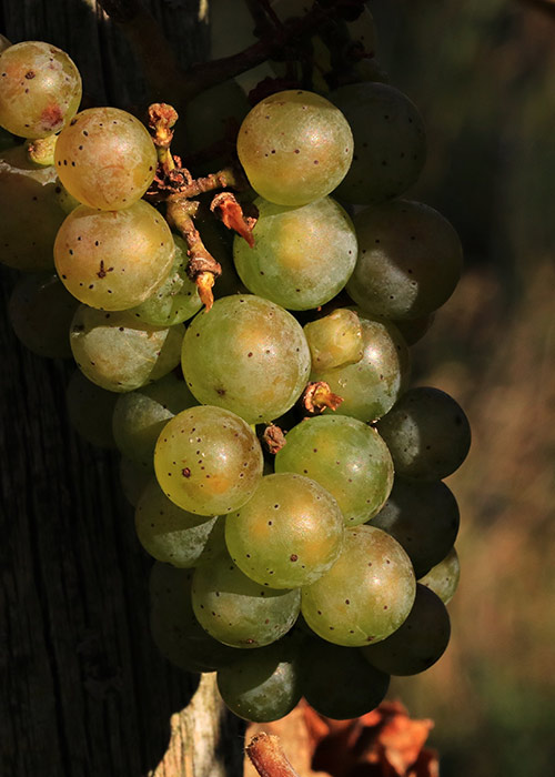Bodrum Wine Shop